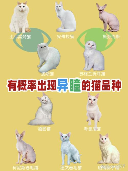 异瞳猫价格600-3000元,选对卖家很重要!(猫异瞳多少钱一只) 异瞳猫价格600-3000元,选对卖家很重要!(猫异瞳多少钱一只)