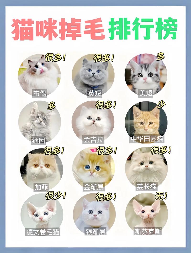 无毛猫掉毛少,选对省心养(最不掉毛的猫猫排行榜) 无毛猫掉毛少,选对省心养(最不掉毛的猫猫排行榜)