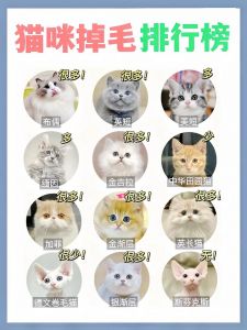 无毛猫掉毛少，选对省心养（最不掉毛的猫猫排行榜）