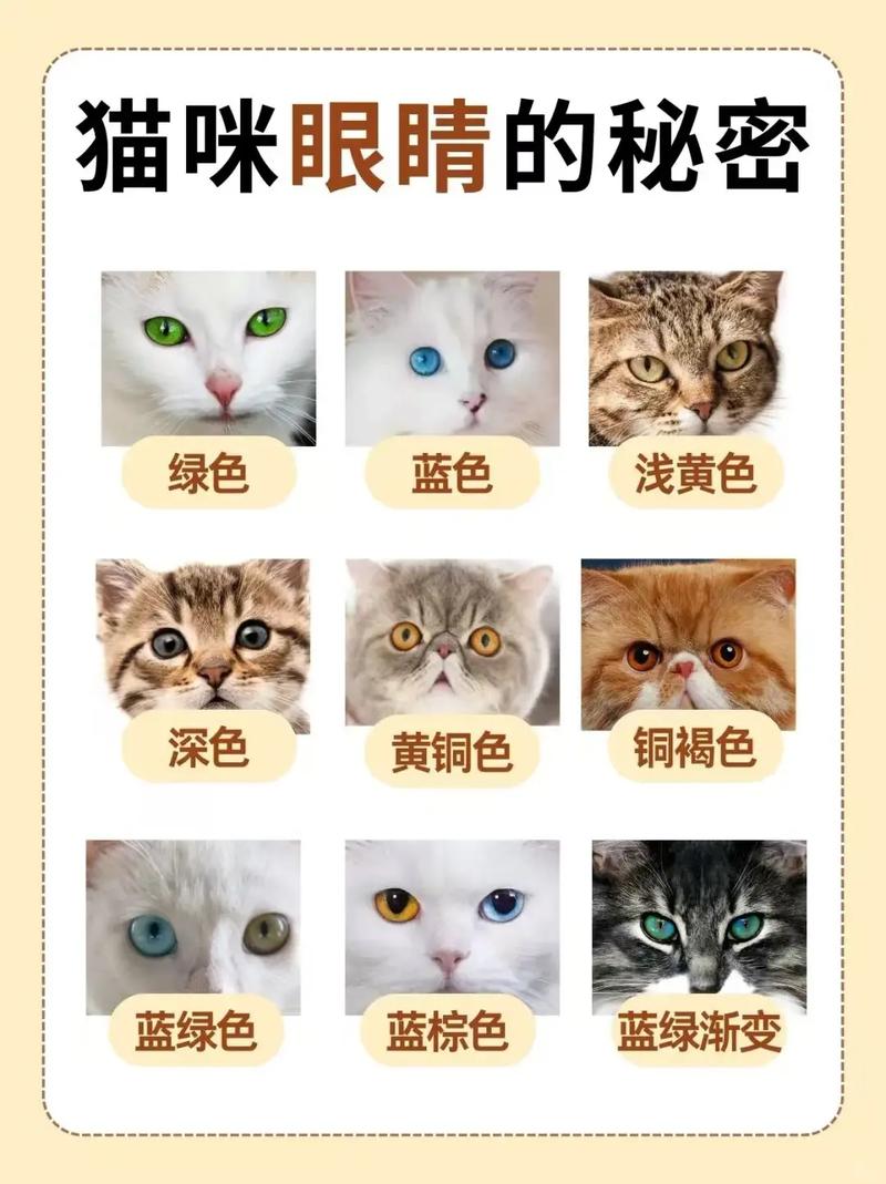 遗传突变致双色瞳,独特魅力成网红(眼睛一蓝一红的猫咪图片对比) 遗传突变致双色瞳,独特魅力成网红(眼睛一蓝一红的猫咪图片对比)
