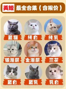 可爱却费心，养前请三思！（英短猫为什么不建议养）
