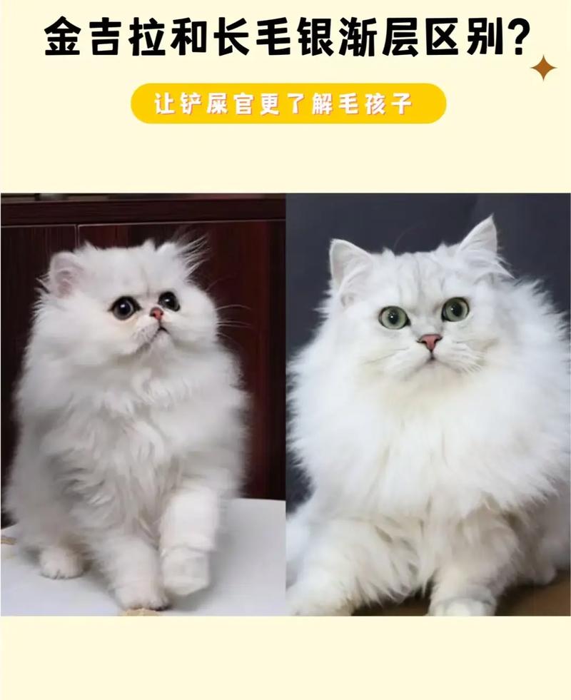 优雅高贵,温顺亲人,适合家庭(波斯猫金吉拉色系有哪些) 优雅高贵,温顺亲人,适合家庭(波斯猫金吉拉色系有哪些)