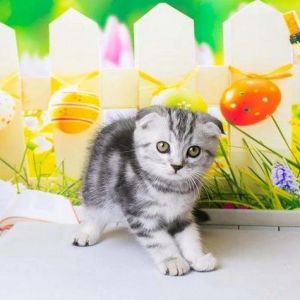 穿越都市重生逆袭，女主成长励志暖心（短耳猫咪的作品集）