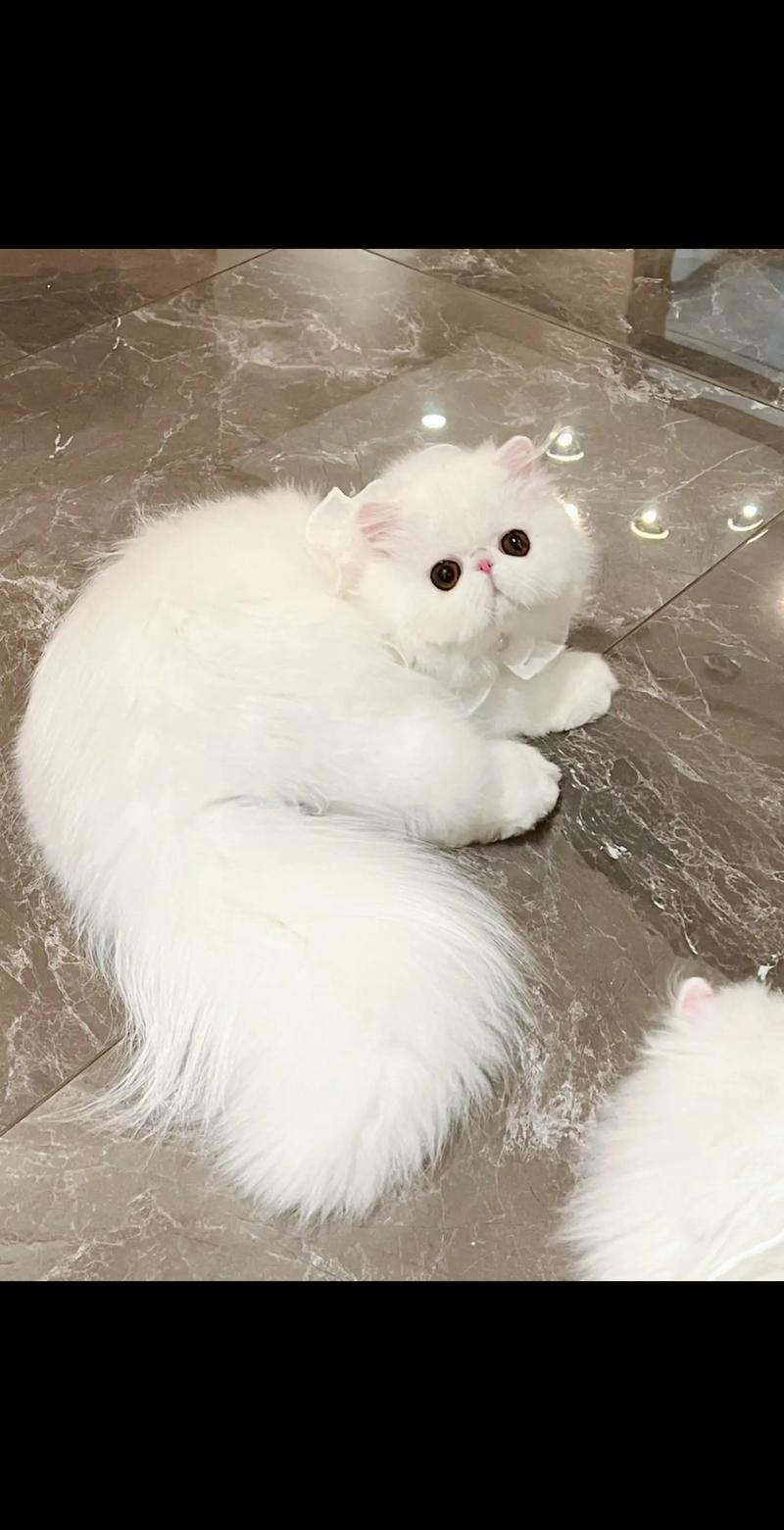 温和稳重,家庭好伙伴(波斯猫照片实拍) 温和稳重,家庭好伙伴(波斯猫照片实拍)