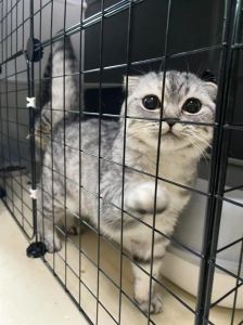 可爱背后的痛苦与责任（折耳虎斑猫折耳好还是不折耳好）