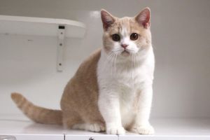 白色短毛猫品种及选购要点（白色短毛猫是什么品种）