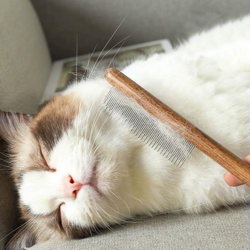 短毛猫梳毛用排梳,不伤皮肤去浮毛(短毛猫梳毛可以用排梳吗) 短毛猫梳毛用排梳,不伤皮肤去浮毛(短毛猫梳毛可以用排梳吗)