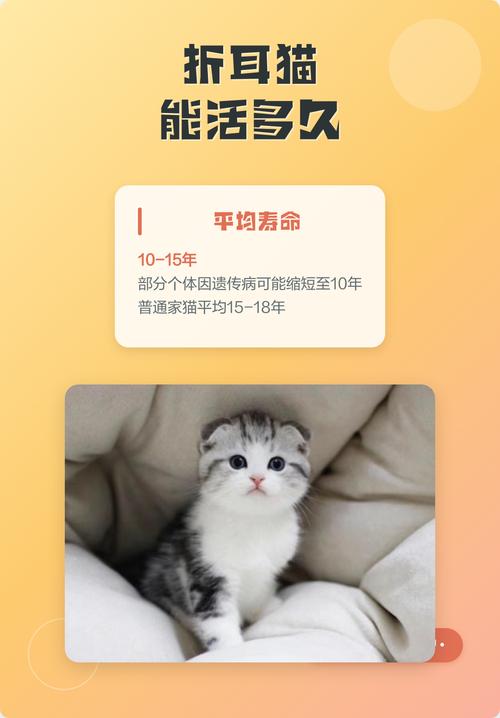 折耳猫寿命10-16年，科学照料更长久（折耳猫可以活几年）