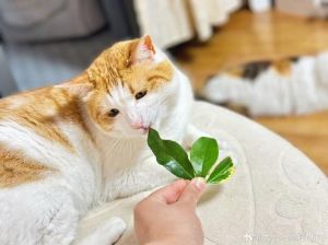 这些花盆有毒，误食伤猫！（猫吃了波斯菊的叶子）