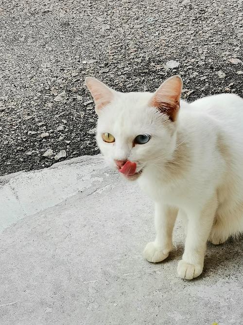 猫咪一只眼蓝一只眼黄,基因突变导致,需关注健康(猫两只眼睛一蓝一黄怎么回事) 猫咪一只眼蓝一只眼黄,基因突变导致,需关注健康(猫两只眼睛一蓝一黄怎么回事)