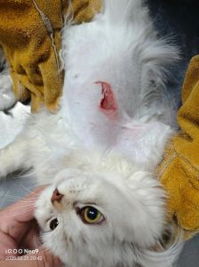 猫咪剃毛没必要，除非皮肤病（猫要剪毛吗）
