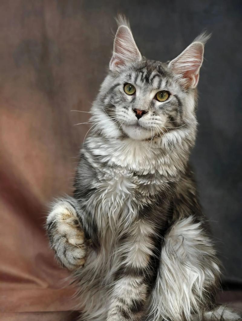 缅因猫超认主人,像影子一样紧随,蹭人睡觉都显忠诚(缅因猫认主人吗) 缅因猫超认主人,像影子一样紧随,蹭人睡觉都显忠诚(缅因猫认主人吗)