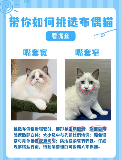 友善粘人敏感的布偶猫,是绝佳伴侣!(布偶猫性格) 友善粘人敏感的布偶猫,是绝佳伴侣!(布偶猫性格)