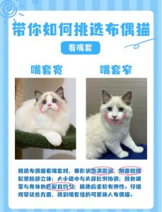 友善粘人敏感的布偶猫，是绝佳伴侣！（布偶猫性格）