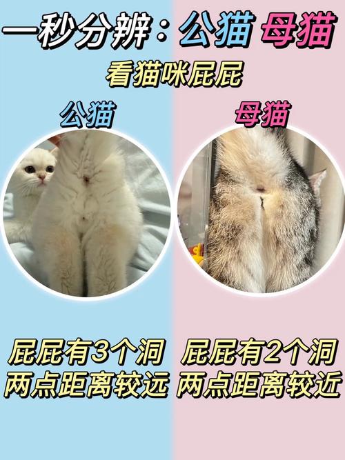 幼猫长毛短毛怎么分?看颈围毛发尾巴!(怎么分辨小猫是长毛猫还是短毛猫) 幼猫长毛短毛怎么分?看颈围毛发尾巴!(怎么分辨小猫是长毛猫还是短毛猫)