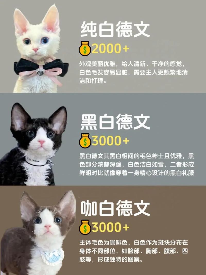 德文猫标准体重4-7公斤,科学喂养防肥胖(德文猫体重对照表月龄) 德文猫标准体重4-7公斤,科学喂养防肥胖(德文猫体重对照表月龄)