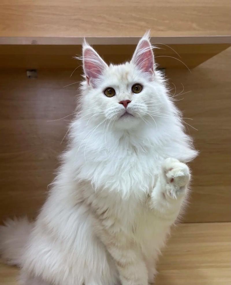 白色猫咪品种多 选健康亲人猫(白色的猫的品种) 白色猫咪品种多 选健康亲人猫(白色的猫的品种)