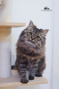 蓝色最贵，健康性格最重要（西伯利亚森林猫哪个颜色最贵）