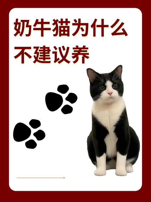 萌但爱捣蛋,高人气也高弃养率(奶牛猫是土猫还是宠物猫) 萌但爱捣蛋,高人气也高弃养率(奶牛猫是土猫还是宠物猫)