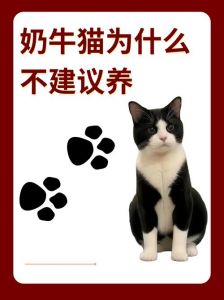 萌但爱捣蛋，高人气也高弃养率（奶牛猫是土猫还是宠物猫）
