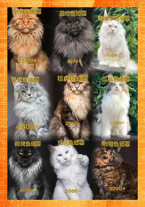 黑脸小腿萌翻天！（缅因猫图片）