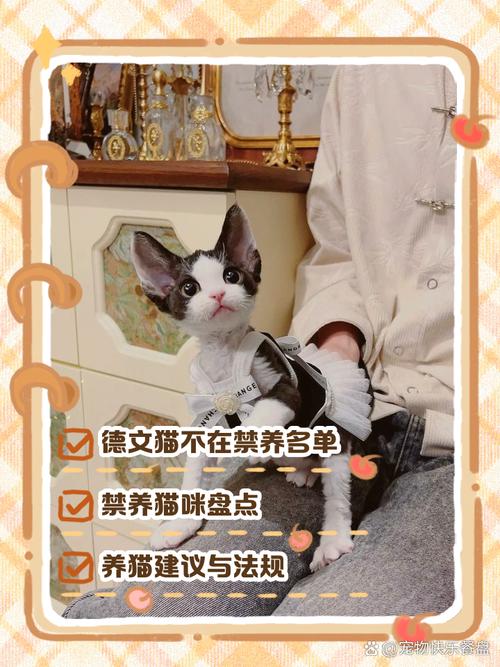 可爱却难养,养前需三思(德文猫为什么不建议养) 可爱却难养,养前需三思(德文猫为什么不建议养)