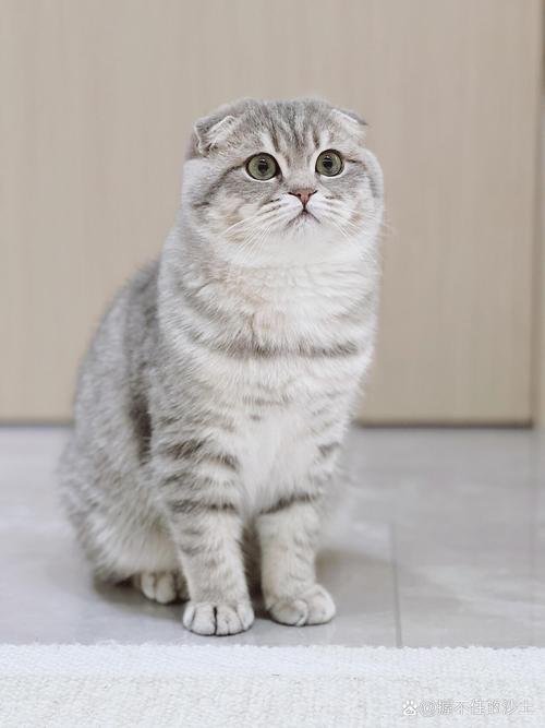 亲情算计与爱恨情仇(重生八零好种田折耳猫) 亲情算计与爱恨情仇(重生八零好种田折耳猫)