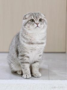 亲情算计与爱恨情仇（重生八零好种田折耳猫）