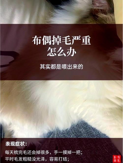 布偶猫掉毛多?勤梳饮食清洁,掉毛少(布偶猫怎么才能不掉毛) 布偶猫掉毛多?勤梳饮食清洁,掉毛少(布偶猫怎么才能不掉毛)