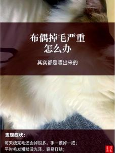 布偶猫掉毛多？勤梳饮食清洁，掉毛少（布偶猫怎么才能不掉毛）