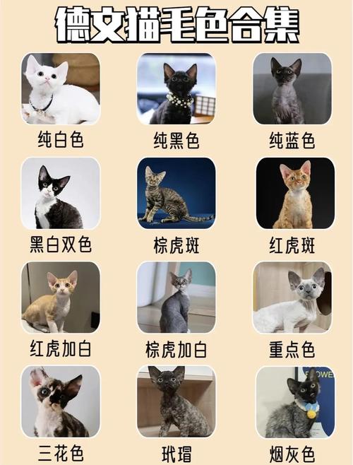 德文猫公母价差及价格参考(德文猫公母哪个贵) 德文猫公母价差及价格参考(德文猫公母哪个贵)