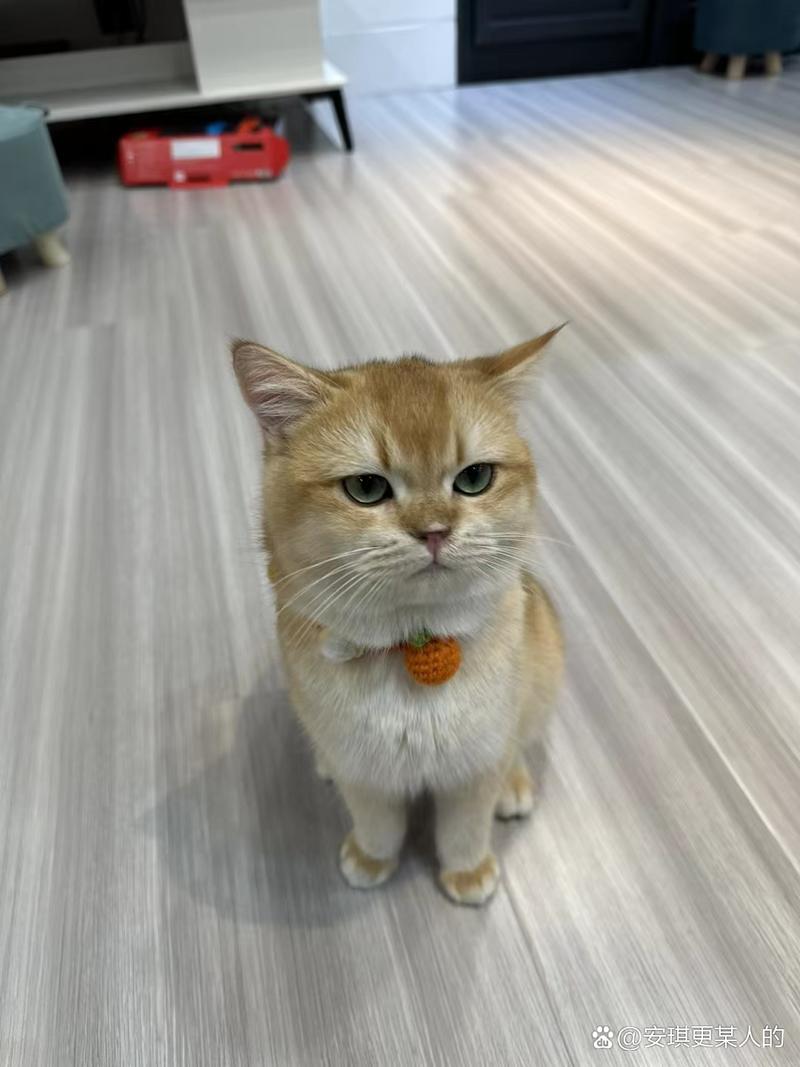可爱蕾丝项圈,为橘猫增添时尚乐趣!(橘猫戴什么颜色的项圈好看) 可爱蕾丝项圈,为橘猫增添时尚乐趣!(橘猫戴什么颜色的项圈好看)
