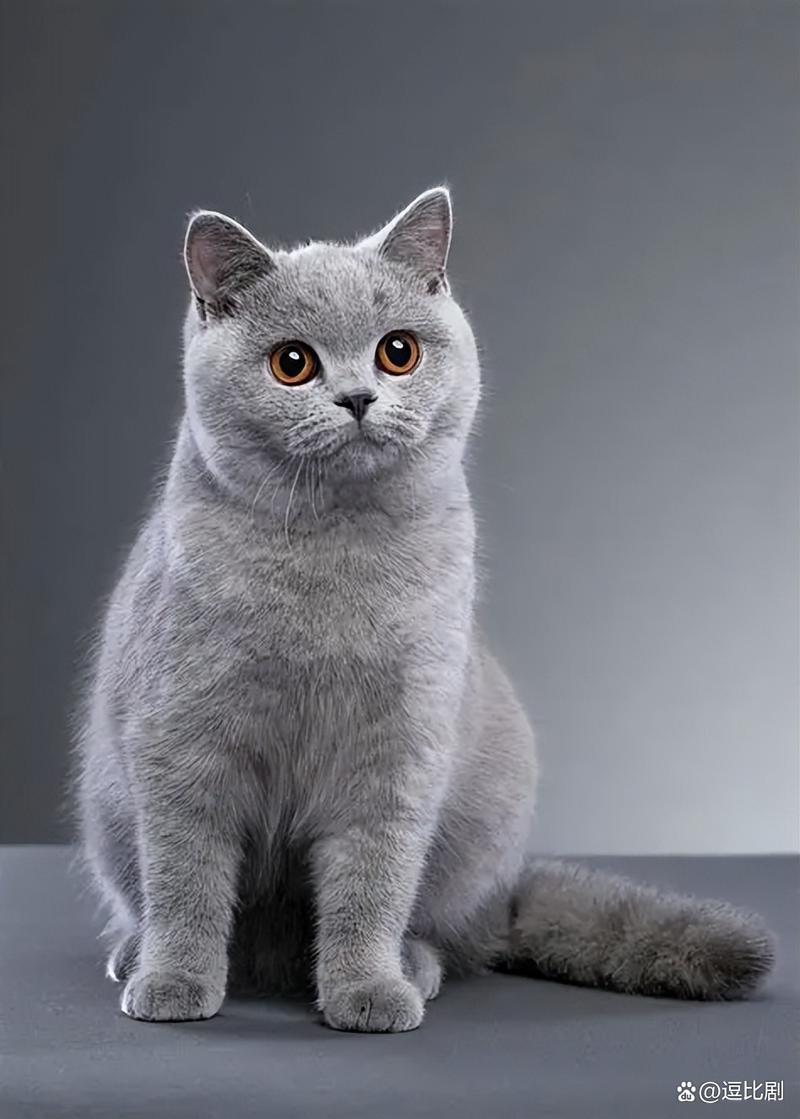 猫咪治愈心灵,带来快乐与陪伴(猫的图片大全大图) 猫咪治愈心灵,带来快乐与陪伴(猫的图片大全大图)
