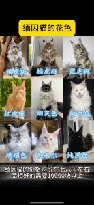 缅因猫价格差异大，从3000元到30000元不等（缅因猫多少钱一只正常价）