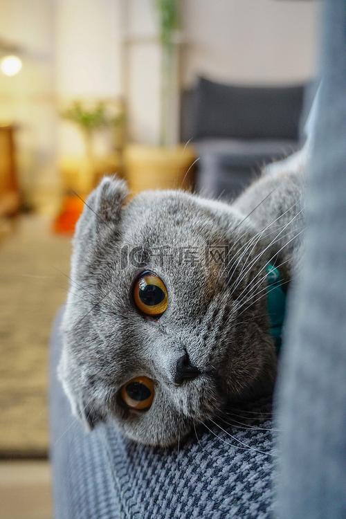 拒绝折耳猫,别让小猫承受天生痛苦!(折耳猫图片) 拒绝折耳猫,别让小猫承受天生痛苦!(折耳猫图片)