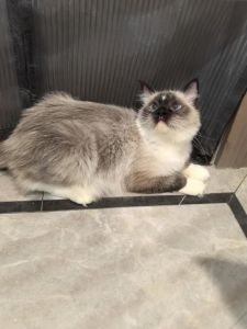 重点色布偶猫便宜，供大于求，预算有限的好选择（重点色布偶猫为什么便宜）
