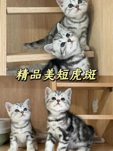 美短虎斑折耳猫价格几百到上万，看血统年龄性别和地域（美短虎斑折耳猫多钱）