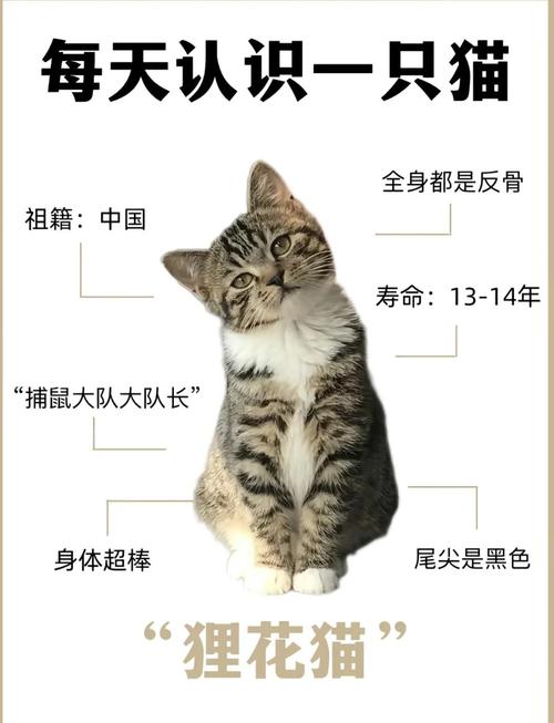 短毛顺滑韧,鱼骨纹狸花猫很可爱(狸花猫毛软吗) 短毛顺滑韧,鱼骨纹狸花猫很可爱(狸花猫毛软吗)