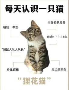 短毛顺滑韧，鱼骨纹狸花猫很可爱（狸花猫毛软吗）