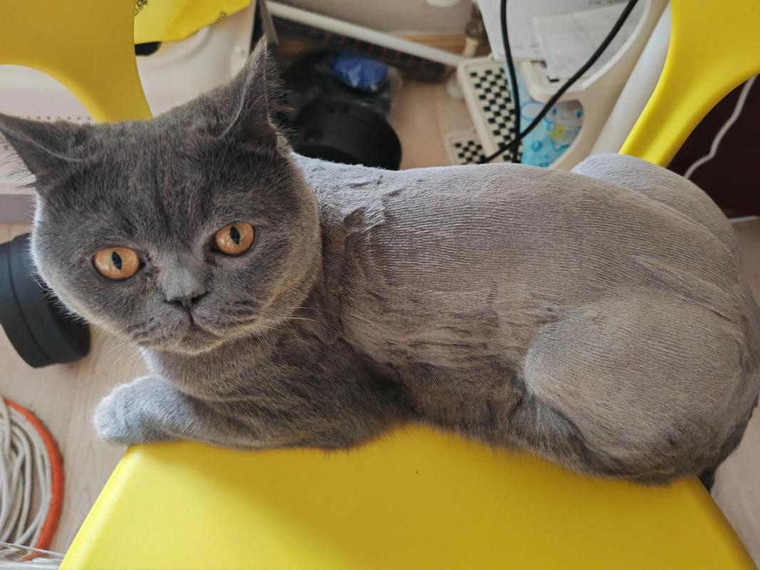 剃毛伤猫咪,自然毛发好(猫剃毛太短会怎么样) 剃毛伤猫咪,自然毛发好(猫剃毛太短会怎么样)