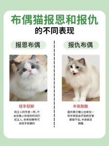 适合陪伴，肠胃敏感需细心（布偶猫建议养吗）