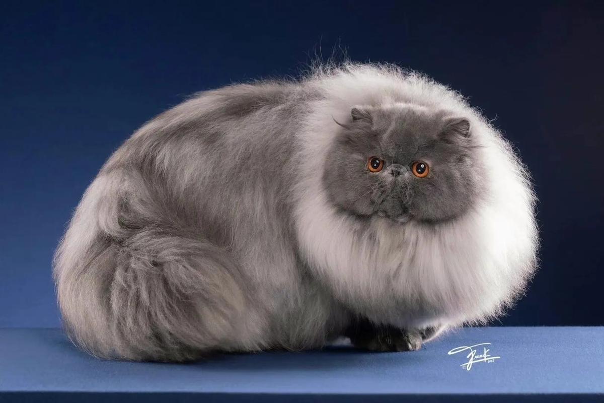 波斯猫蓝眼遗传及多彩眼睛的护理(波斯猫蓝色眼睛) 波斯猫蓝眼遗传及多彩眼睛的护理(波斯猫蓝色眼睛)