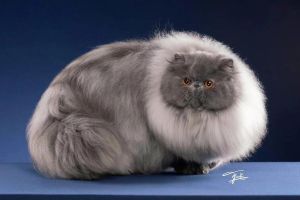 波斯猫蓝眼遗传及多彩眼睛的护理（波斯猫蓝色眼睛）