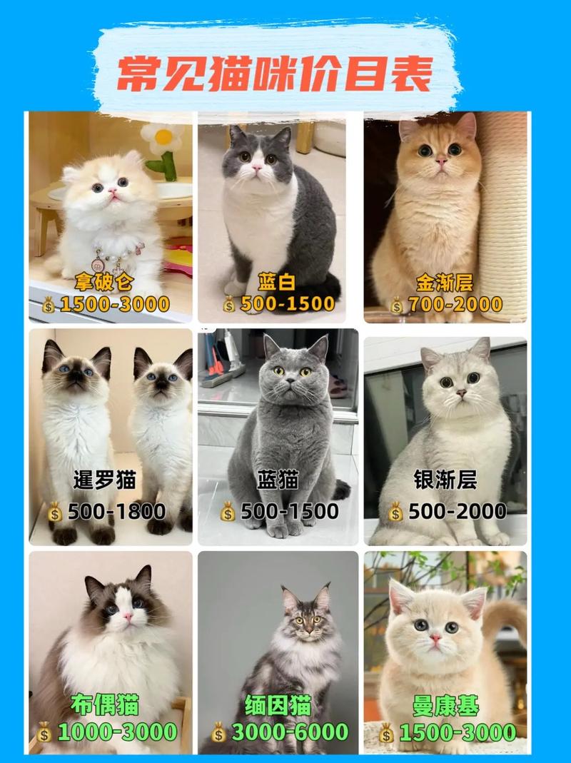 串串猫价格80-300元,看品种洋血,选健康家,勿只重价(串串猫多少钱一只图片简单) 串串猫价格80-300元,看品种洋血,选健康家,勿只重价(串串猫多少钱一只图片简单)