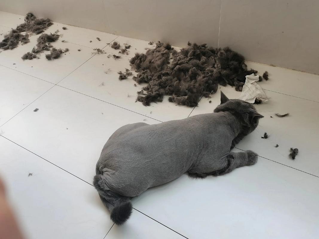 剃毛后猫咪护理全攻略,注意保暖防舔舐!(猫刚刚剃完毛可以洗澡吗) 剃毛后猫咪护理全攻略,注意保暖防舔舐!(猫刚刚剃完毛可以洗澡吗)