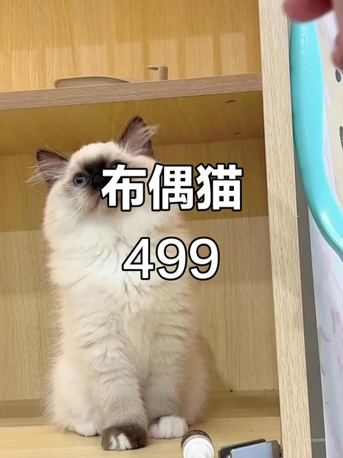 布偶猫价格差异大,纯血可达2-3万,选猫勿只看价格!(布偶猫多少钱一只正常价) 布偶猫价格差异大,纯血可达2-3万,选猫勿只看价格!(布偶猫多少钱一只正常价)