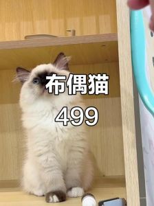 布偶猫价格差异大，纯血可达2-3万，选猫勿只看价格！（布偶猫多少钱一只正常价）