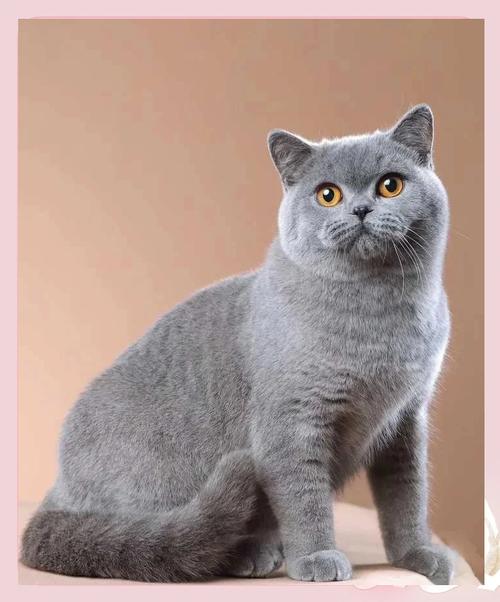 英短美短折耳暹罗(短毛猫品种) 英短美短折耳暹罗(短毛猫品种)