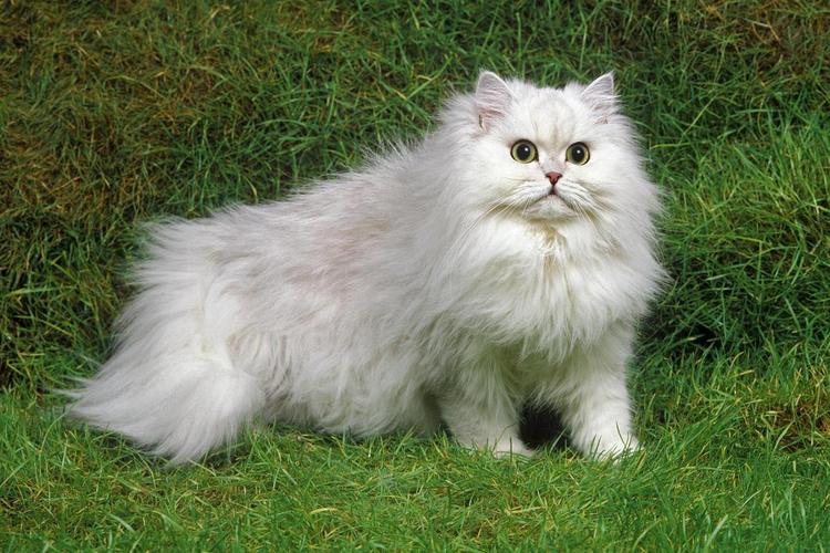 波斯猫异色眼,神秘又迷人!(两只眼睛不一样的波斯猫图片) 波斯猫异色眼,神秘又迷人!(两只眼睛不一样的波斯猫图片)