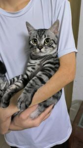 亲人不粘人，缺点掉毛多（美短虎斑猫千万不能养）
